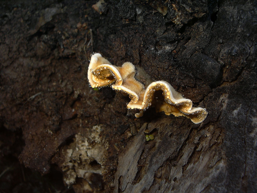Stereum hirsutum ©Fundación Fungi