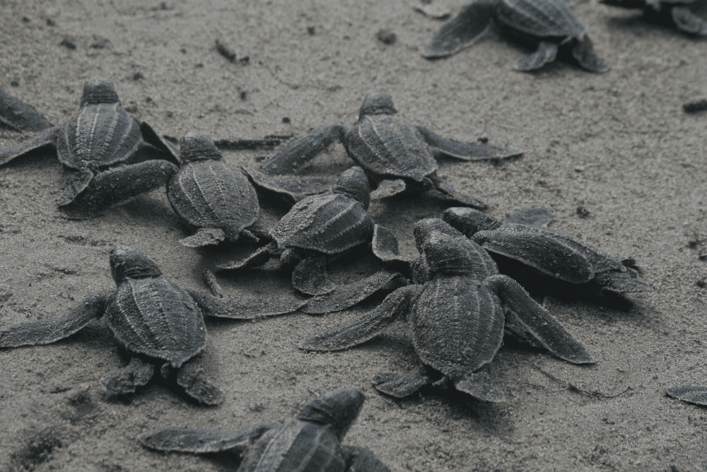Venezuela: Cómo un proyecto de conservación está asegurando la supervivencia de las tortugas marinas