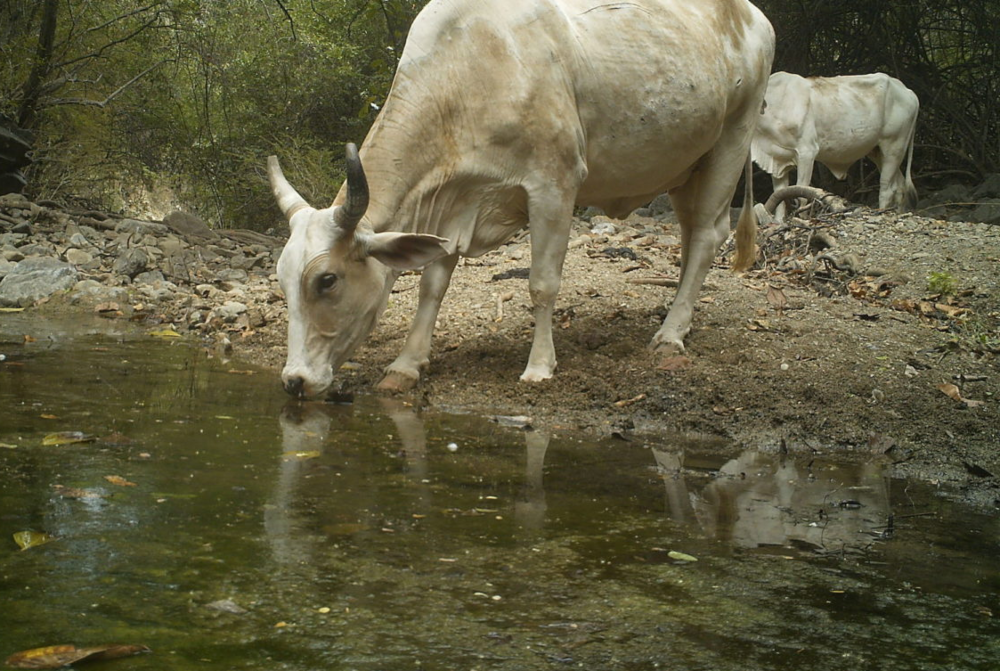 Las vacas figuran entre las especies exóticas presentes en los ecosistemas de Perú y Ecuador. Crédito: © Centro de Investigación Biodiversidad Sostenible