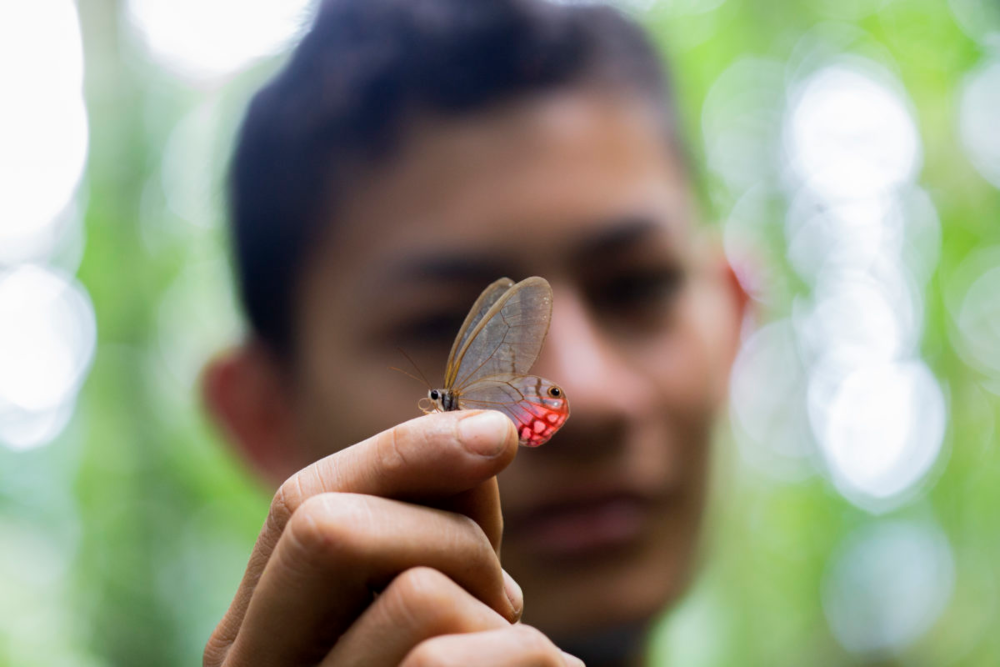 La abundancia de mariposas sorprendió a los investigadores. (Cithaerias cliftoni). Crédito: ©Pablo Mejía/WWF Colombia.