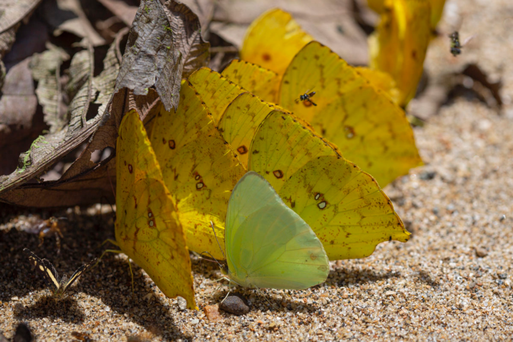 En la expedición se recolectaron ejemplares de cerca de 370 especies de mariposas. Mariposas amarillas de mayor tamaño (Phoebis neocypris rurina) y de menor tamaño (Aphrissa statira statira). Crédito: ©Pablo Mejía – WWF Colombia.