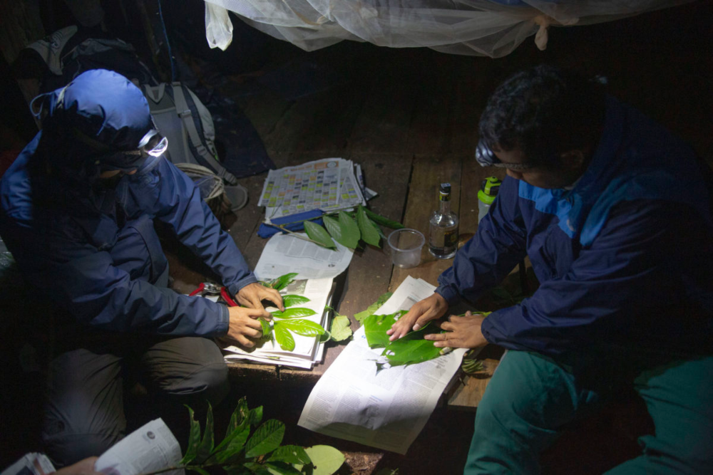 Los biólogos analizan las plantas encontradas. Ya trabajan en la descripción de una nueva especie. Crédito: ©Pablo Mejía/WWF Colombia.