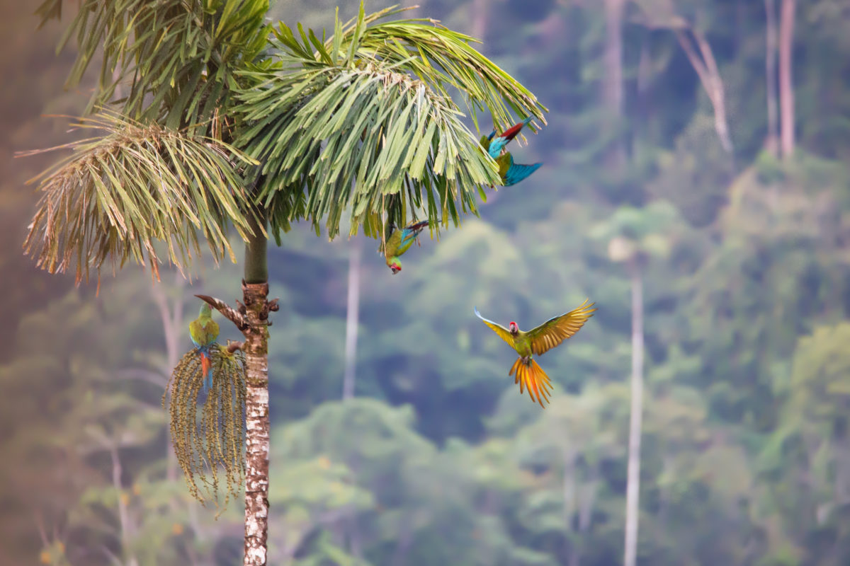 Guacamaya verde (Ara militaris). Crédito: ©Pablo Mejía – WWF Colombia.