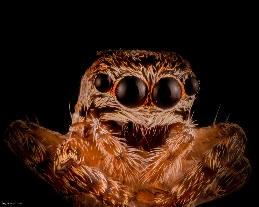 Araña Saltarina – Salticidae ©Gabriel Aspee