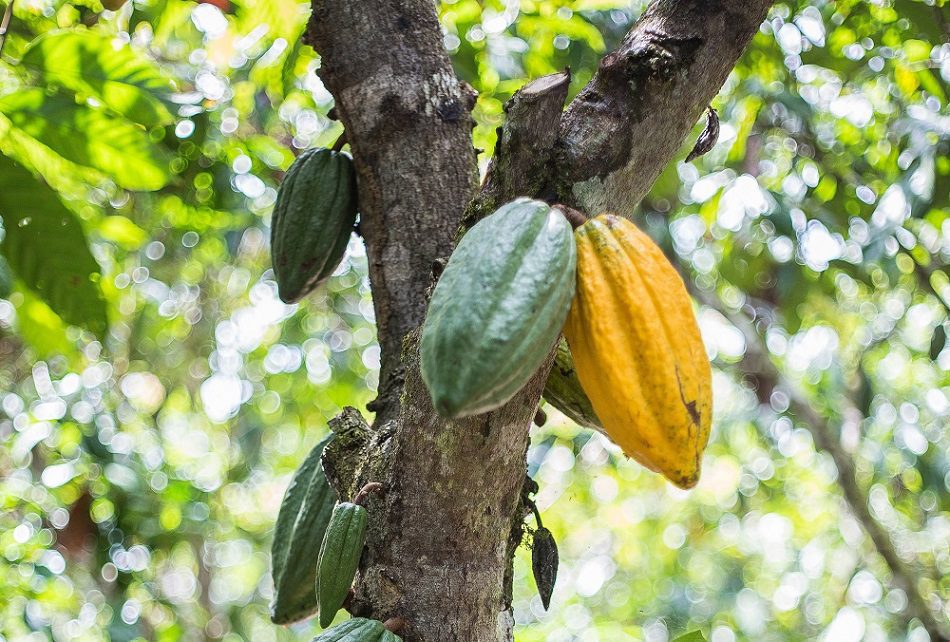Cacao, chocolate y crisis climática