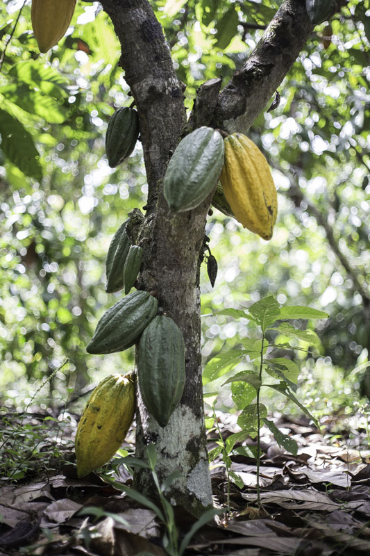 Árbol de Cacao (Theobroma cacao)