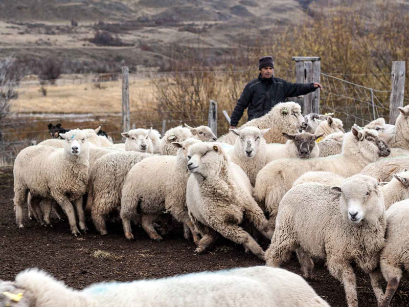 Arreo de ovejas en la ex Estancia Chacabuco, Parque Nacional Patagonia, Región de Aysén. Fotografía de Jorge López.