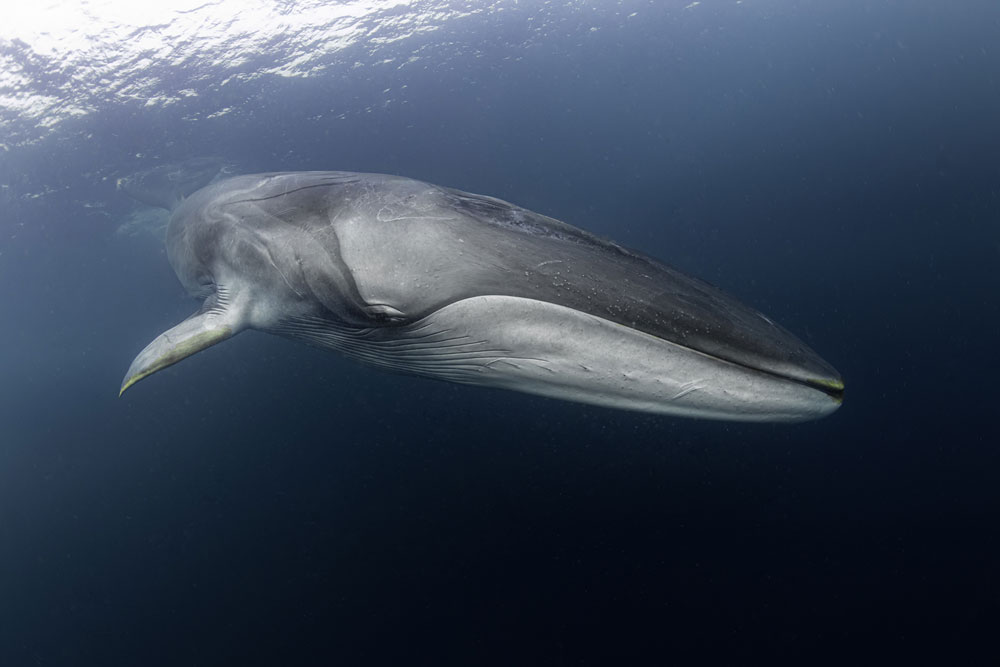 La ballena fin (Balaenoptera physalus) es el segundo cetáceo más grande después de la ballena azul y una de las ballenas más cazadas en el Chile ballenero de antaño. La Reserva Marina Isla Chañaral y el entorno del Archipiélago Humboldt constituyen uno de sus principales sitios de alimentación de krill ©Francis Pérez