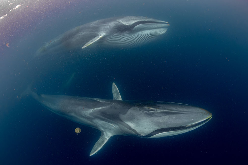 Hoy la población de ballena fin está en recuperación y, a pesar de que ya no se cazan, su principal amenaza son la contaminación y las rutas de navegación de las grandes embarcaciones ©Francis Pérez