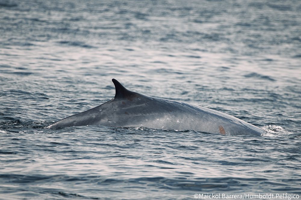 Nuevo hallazgo sobre ballenas del hemisferio sur permitirá apoyar su conservación