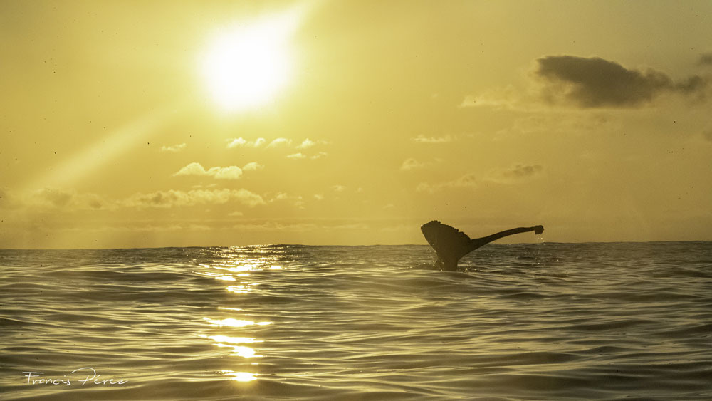 Puesta de sol en la isla Chañaral donde una ballena jorobada (Megaptera novaeangliae) muestra su majestuosa aleta caudal antes de una inmersión ©Francis Pérez