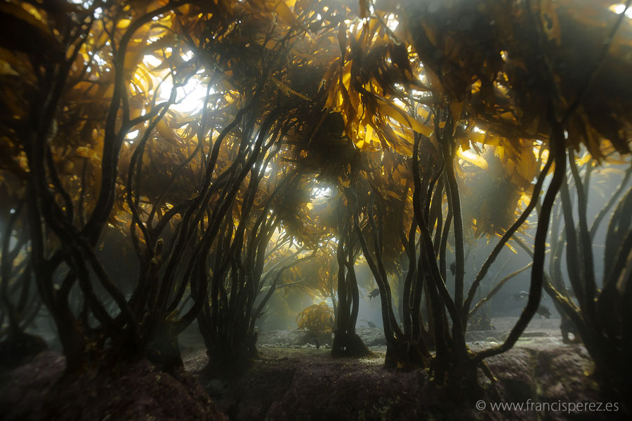 Una de las fotos preferidas de Francis Pérez: un bosque de huiros en el fondo marino de la Reserva Marina Isla Chañaral ©Francis Pérez