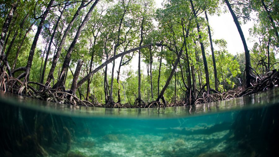 Panamá: Uno de los países con más especies de manglar, el hogar de la enorme biodiversidad del istmo