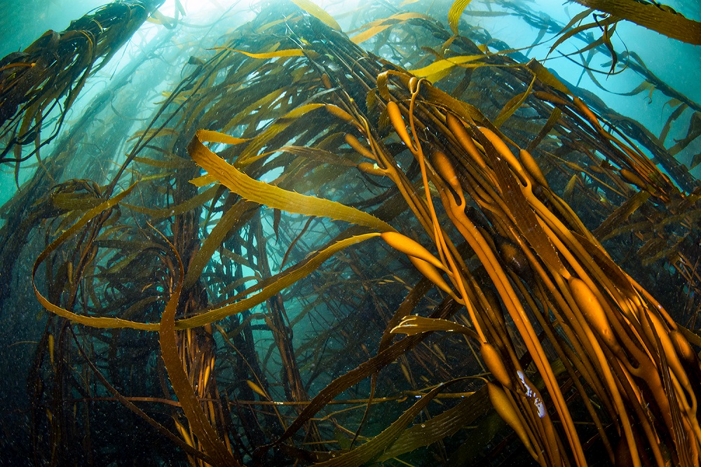 Bosques de algas, hábitat del pejeperro y otros peces de roca Pejeperro macho ©Eduardo Sorensen / Oceana