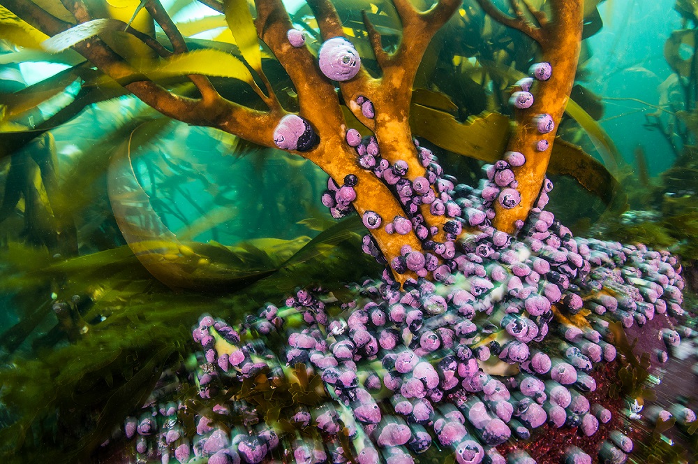 Bosques de algas, hábitat del pejeperro y otros peces de roca ©Eduardo Sorensen / Oceana