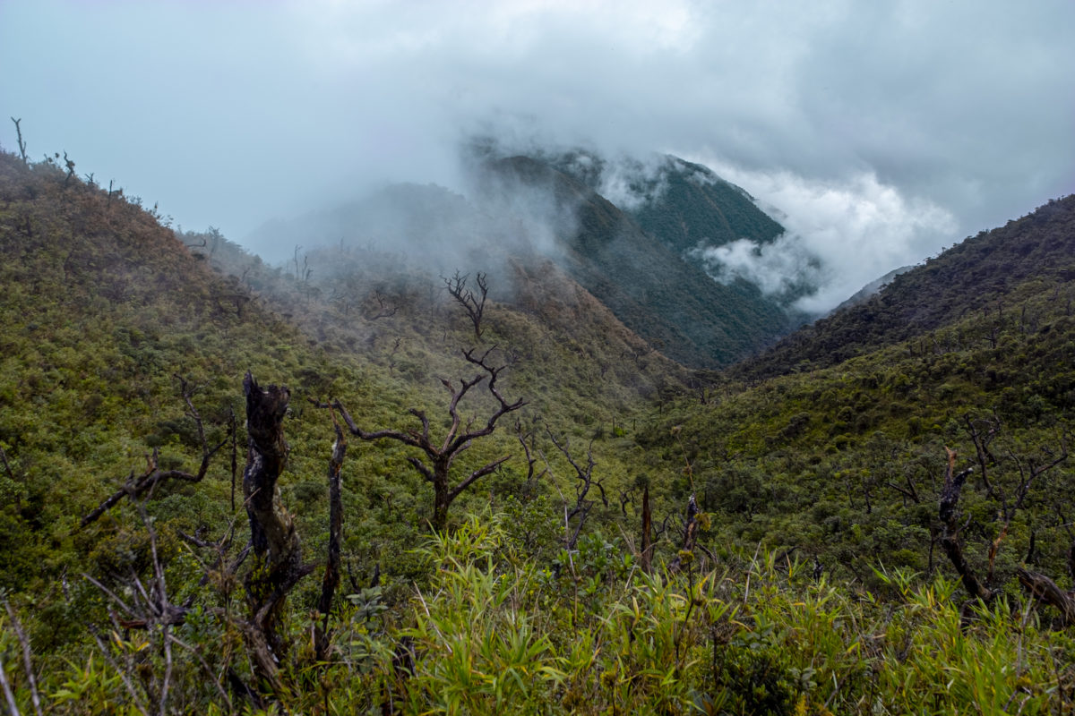 Las expediciones llevaron a los científicos por áreas protegidas como la Reserva Nacional Cordillera de Colán. Crédito: © Axel Marchelie.