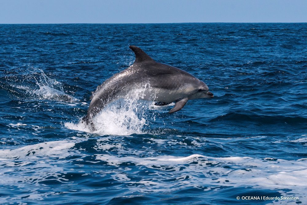 Delfín en Archipiélago de Humboldt ©Oceana /Eduardo Sorensen