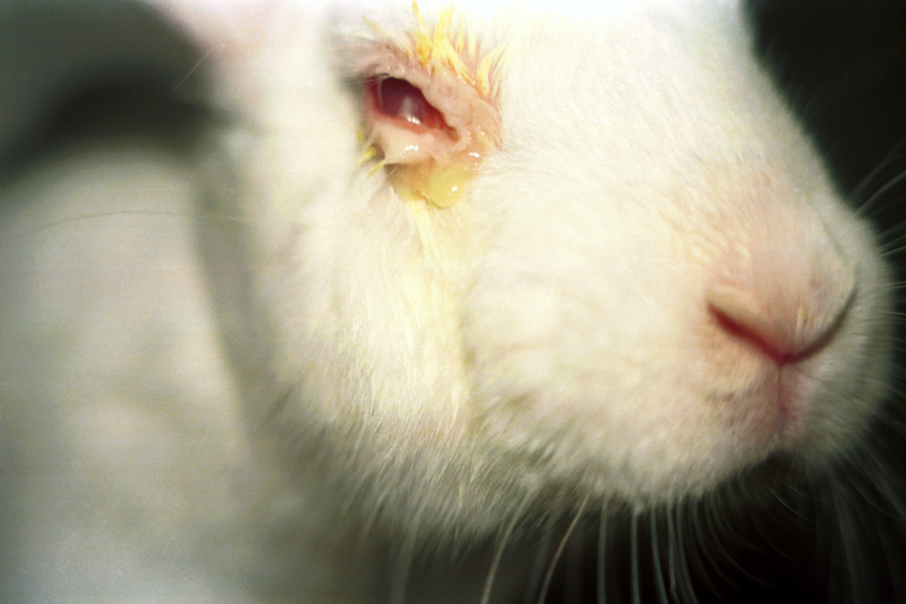 Conejo siendo sometido a test de Draize ©Peta. Foto extraída de Pixabay