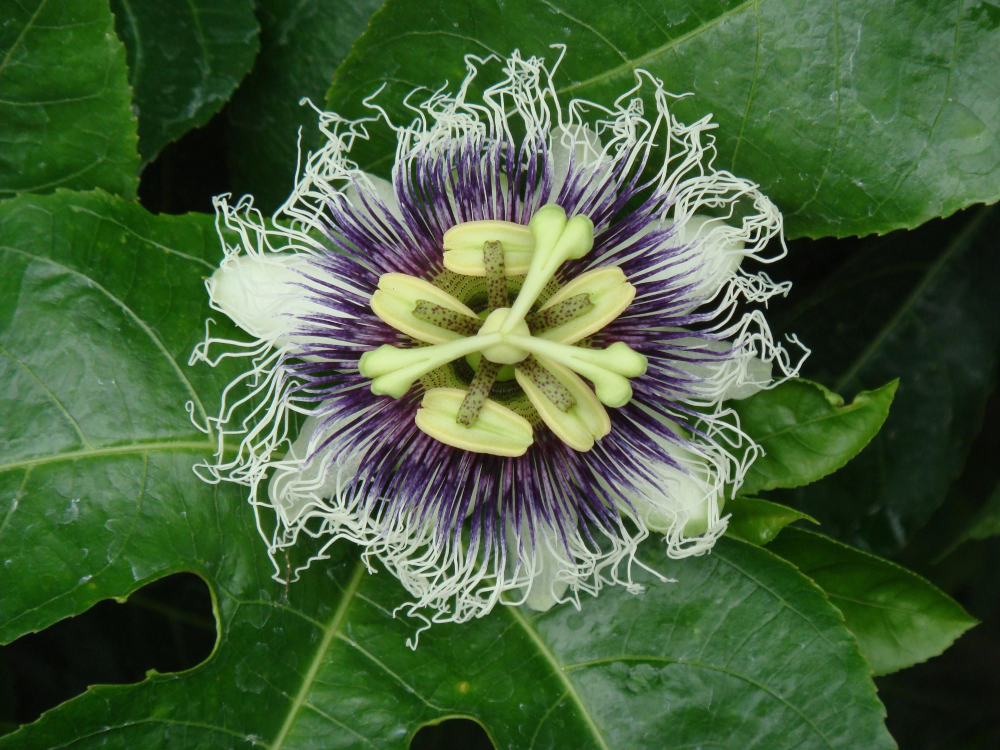 La Passiflora es usado extensamente como calmante y relajante para cuadros nerviosos y ansiedad. Crédito: © Tropical Flowers