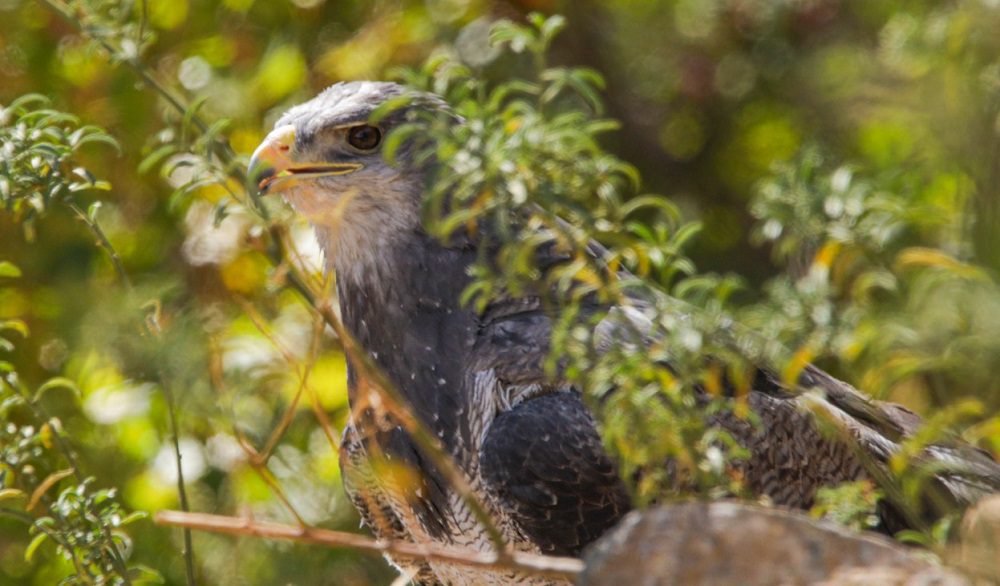 La historia de Viento: el águila mora atacada por cazadores que voló hacia la libertad en el Valle de Aconcagua