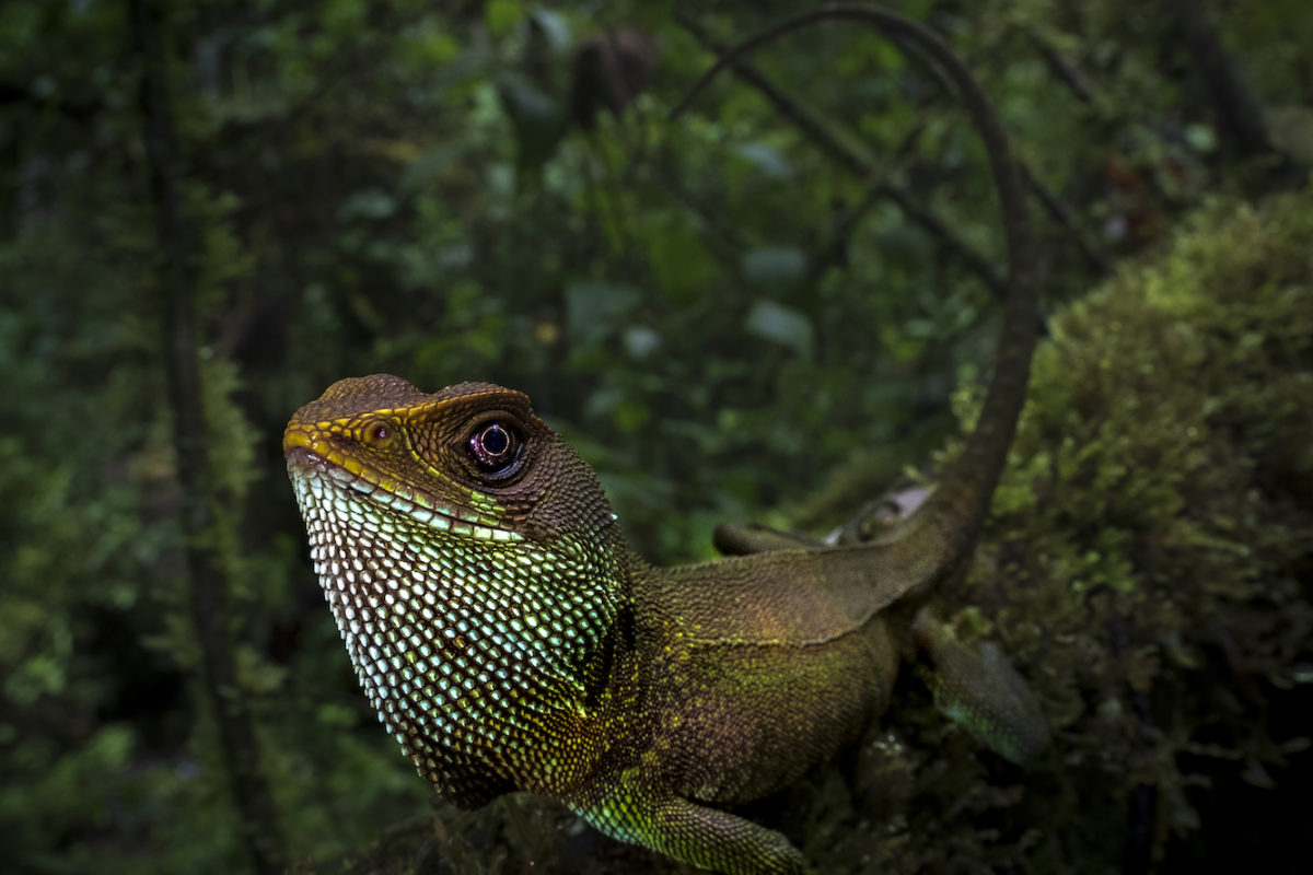 Un espécimen del género Enyalioides en la Cordillera de Colán. Crédito: © Axel Marchelie.