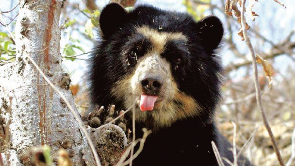Bolivia: Científicos descubren una población de osos de anteojos en los bosques secos
