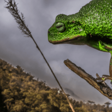 Perú: Los secretos de la Cordillera de Colán: científicos suman 26 nuevas especies de anfibios y reptiles para la ciencia