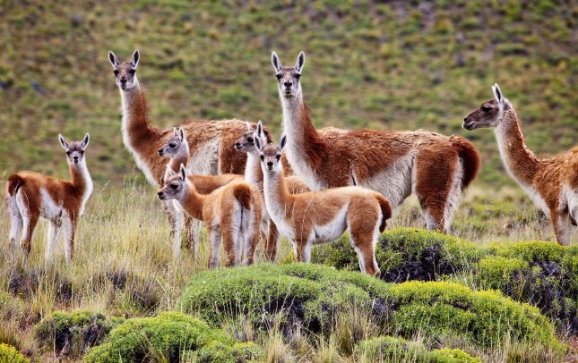 Guanacos en Parque Patagonia ©Linde Waidhofer