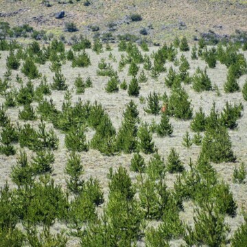 Científicos hacen “llamado urgente” para suspender forestación con árboles exóticos en la Patagonia chilena