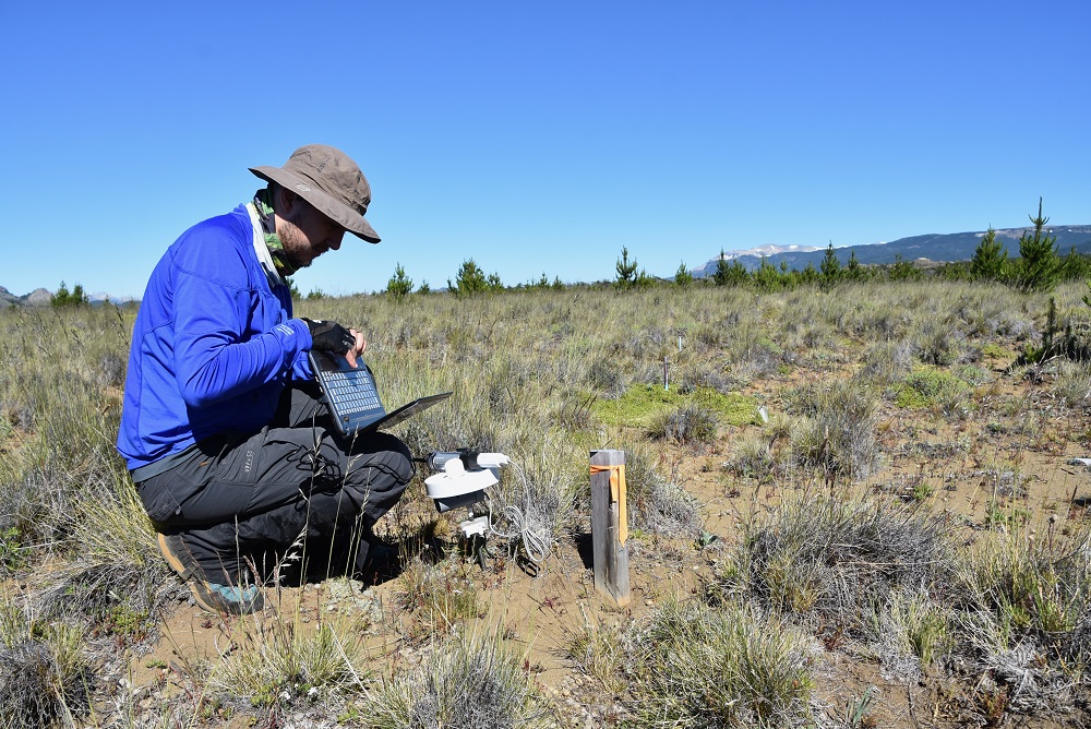 Investigación en plantaciones de pinos en Coyhaique Alto, Patagonia ©Aníbal Pauchard
