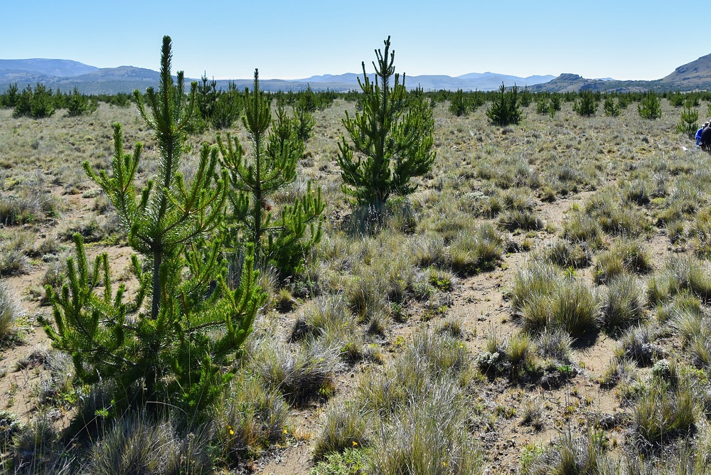 Investigación en plantaciones de pinos en Coyhaique Alto, Patagonia ©Aníbal Pauchard
