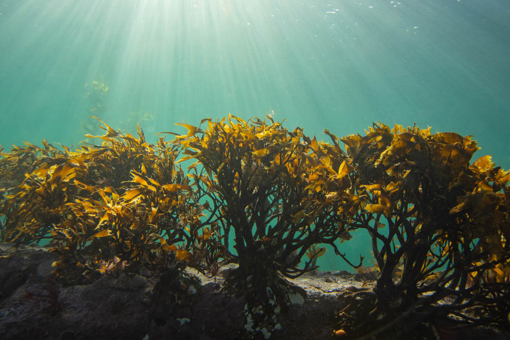 kelp Lessonia flavicans ©Catalina Velasco