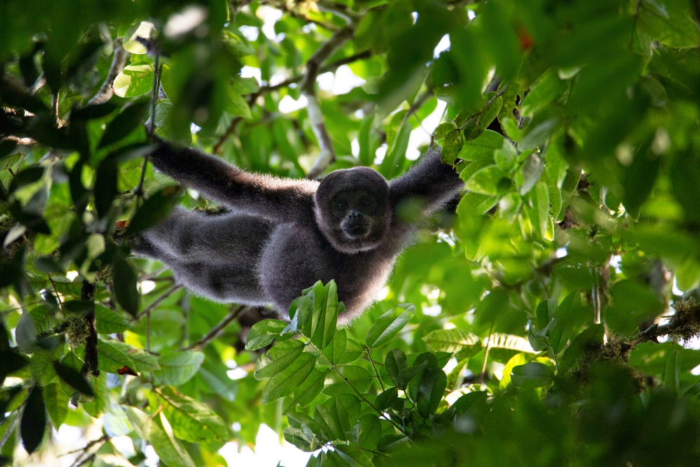 Mono churuco (Lagothrix lagotricha). Crédito: ©Pablo Mejía – WWF Colombia.