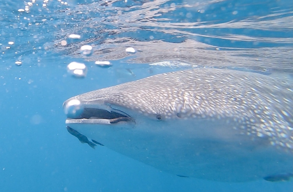 El tiburón ballena es un animal longevo, llegando a vivir más de 100 años. Crédito: © Walter Sanchez