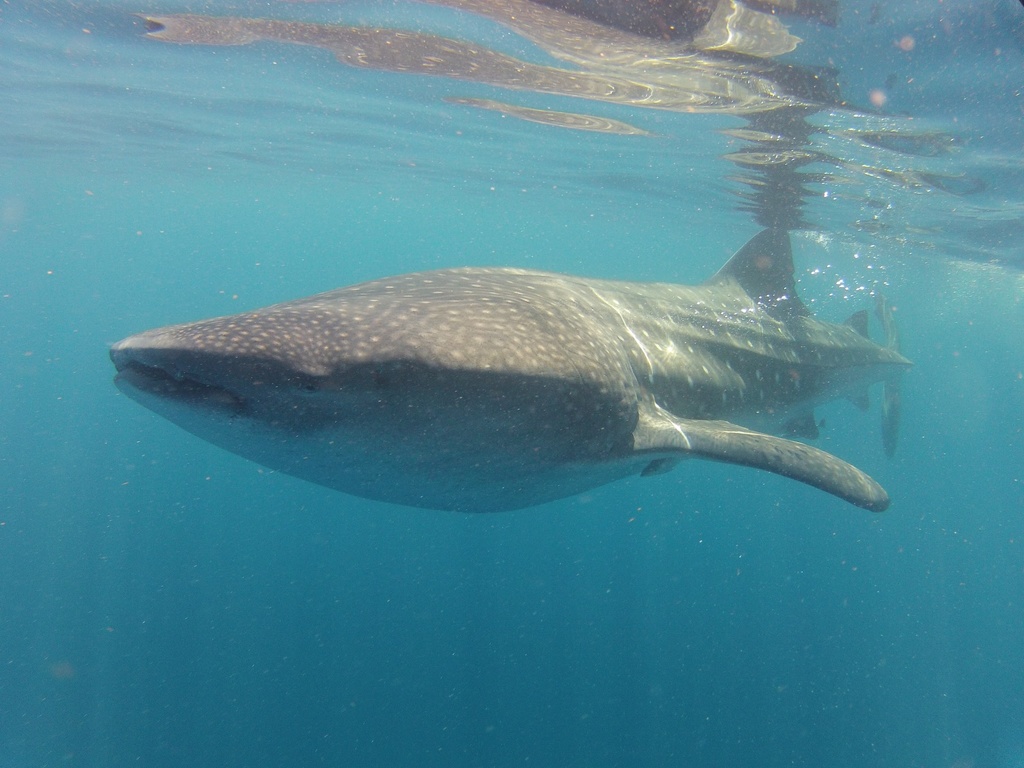 Los tiburones ballena habitan las aguas de casi todo el mundo y pueden recorrer grandes distancias para alimentarse. Crédito: © frenchpostcard