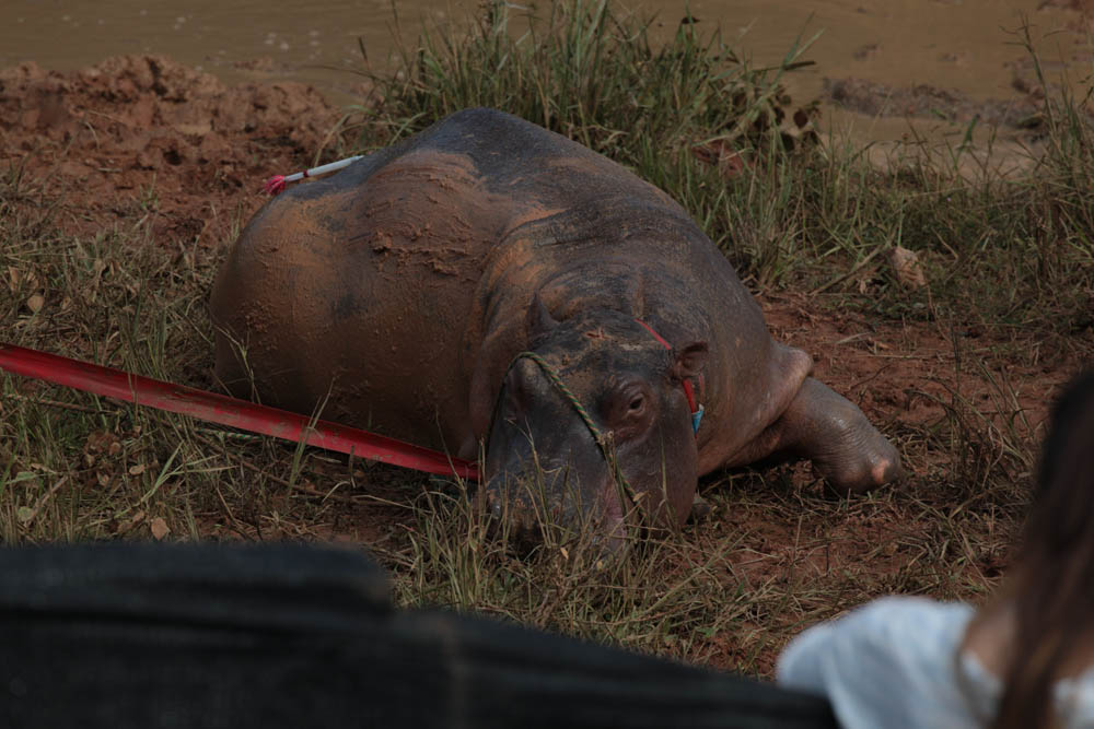 ©Los Hipopótamos de Pablo Escobar