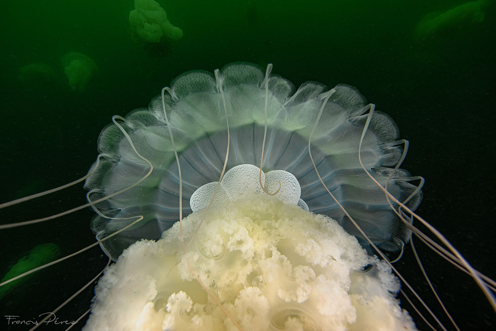 La medusa parda “Chrysaora plocamia” es una especie de dos metros de largo y con muchos años de antigüedad. Como la mayoría de las medusas, es tóxica y siente los movimientos alrededor ©Francis Pérez
