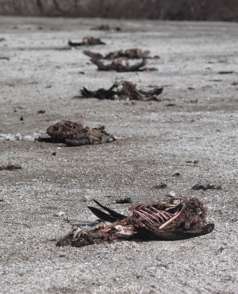 Muerte de aves en Iquique ©Pukara Foto