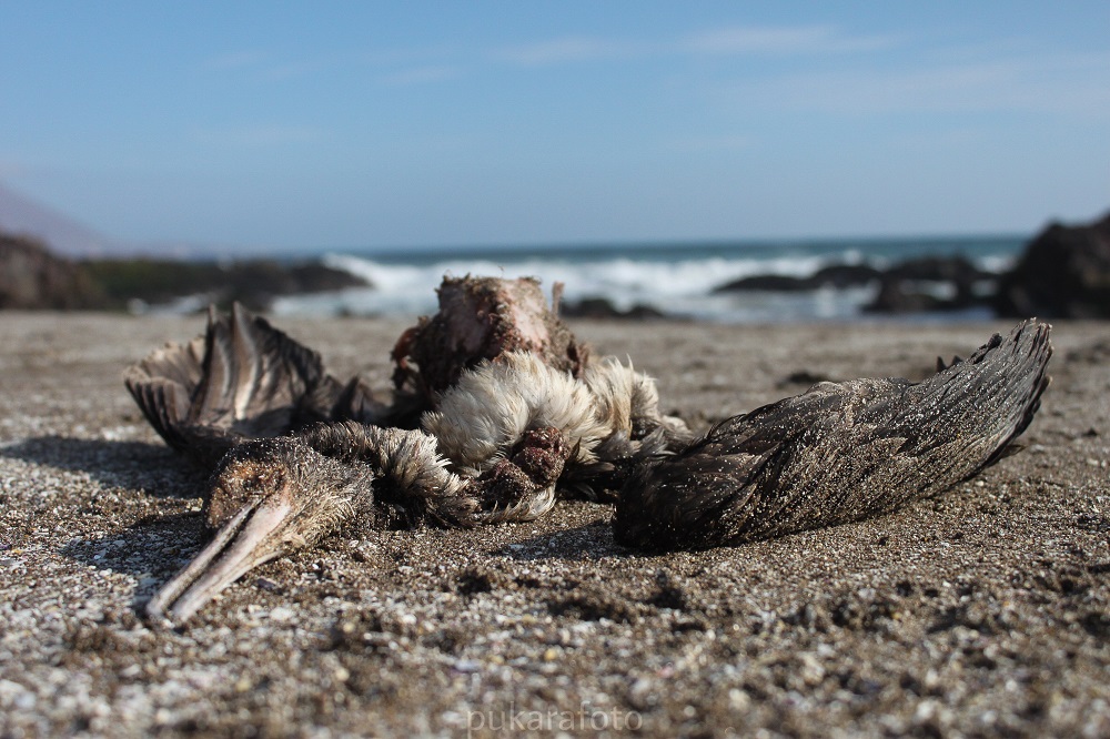 Muerte de aves en Iquique ©Pukara Foto (2)