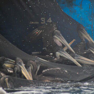 Masiva muerte de aves marinas en Iquique pone en la mira a la pesca cerquera de la anchoveta