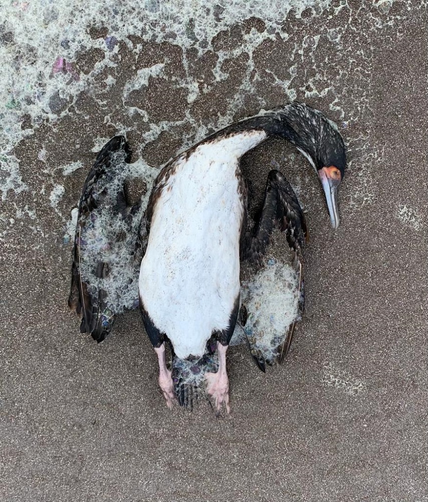 Muerte de aves en Iquique. Gentileza ONG Golondrina de Mar