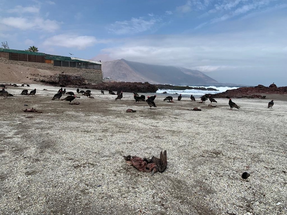 Muerte de aves en Iquique – Gentileza ONG Golondrina de Mar