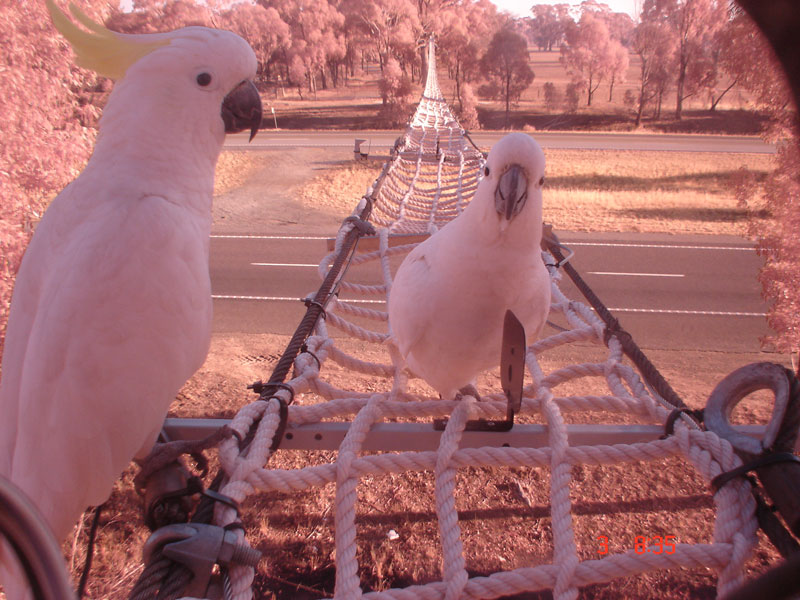 Paso de Fauna Canopy (para aves) en Australia Cortesía de Víctor Bravo