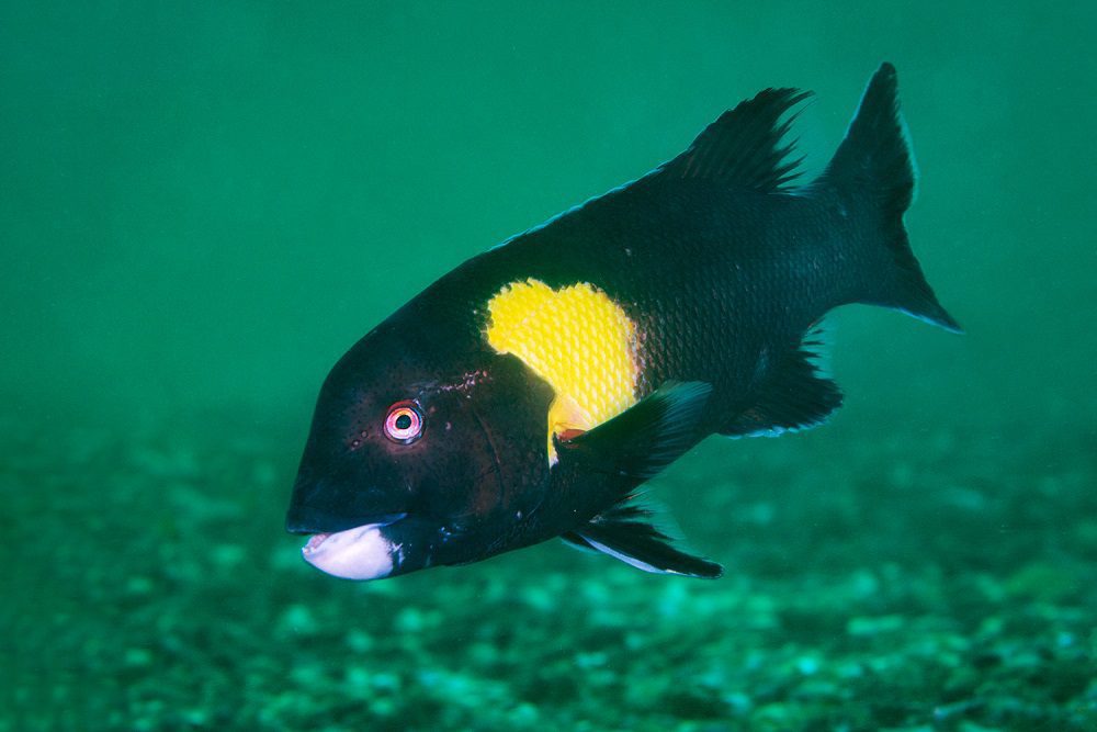 El pejeperro: el increíble pez que cambia de sexo y que está amenazado por la sobrepesca en Chile