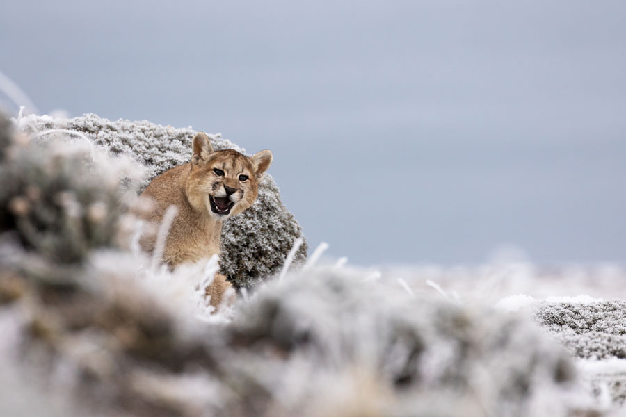 Puma en Parque Nacional Torres del Paine ©Nicolás Lagos