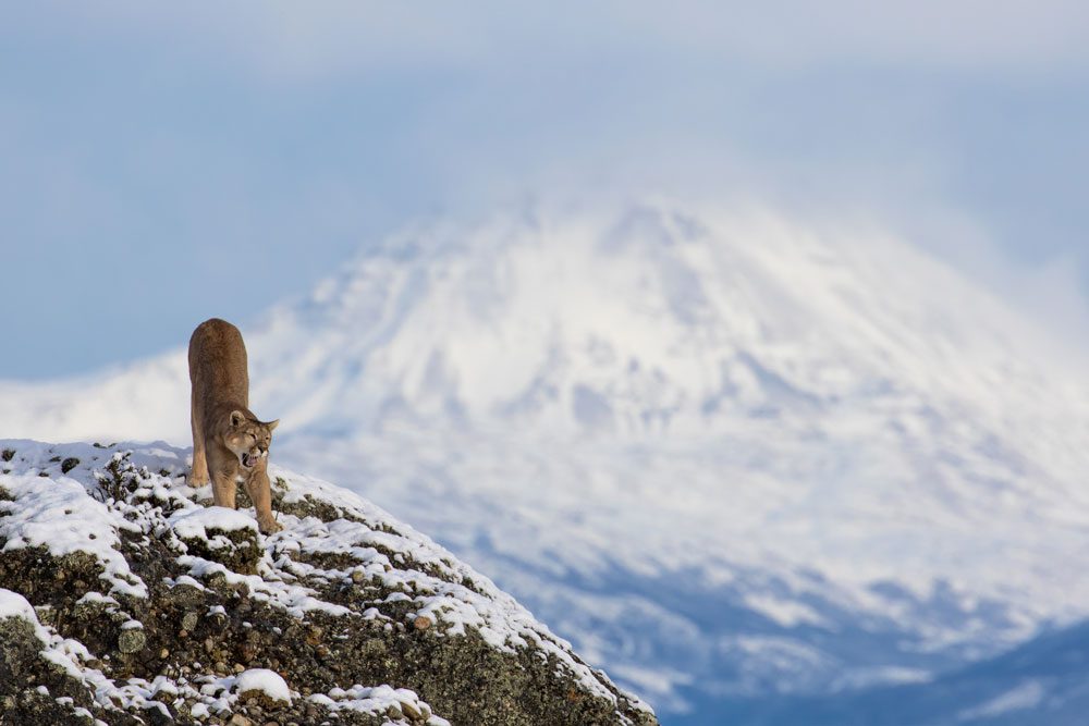 Puma en Parque Nacional Torres del Paine ©Nicolás Lagos