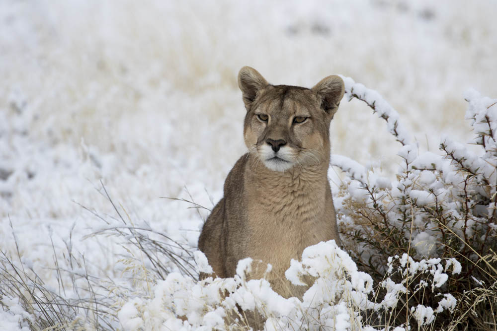 Pumas, leyendas de las montañas de hielo: historias de nacimiento y renacimiento de los icónicos felinos de Torres del Paine en Santiago Wild 2021