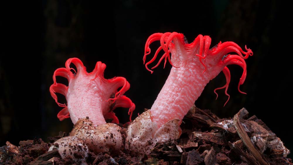 Starfish Fungi (Photo copyright Stephen Axford and Catherine Marciniak, www.planetfungi.movie