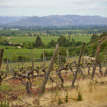 Conoce el valle de Apalta y el enoturismo escondido de los vinos íconos de Chile