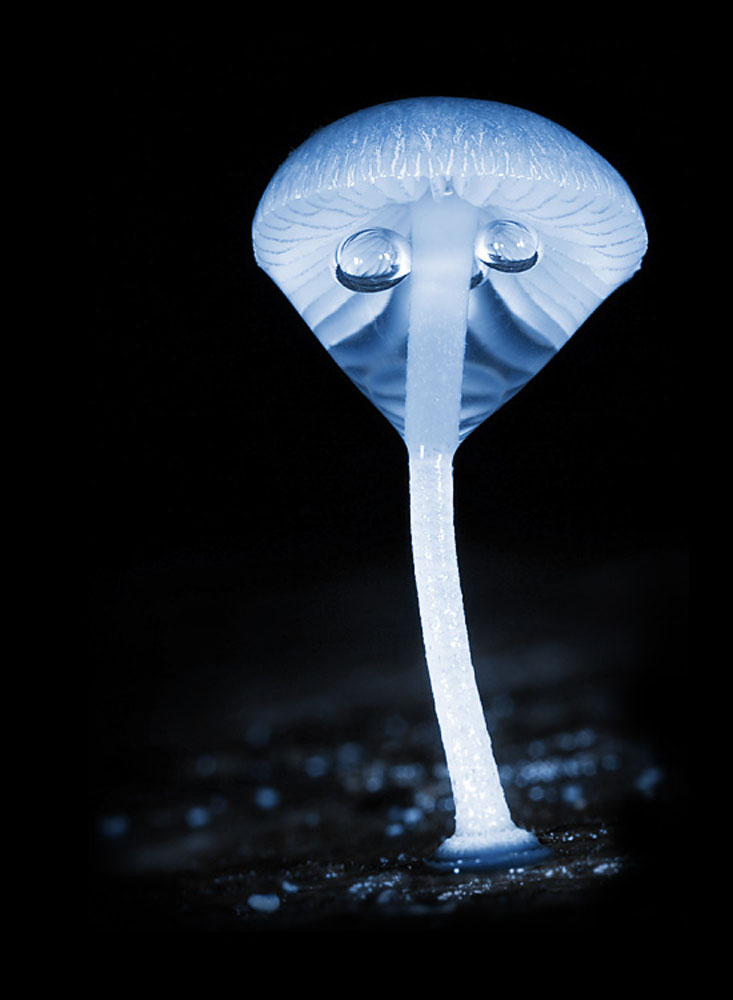 The alien, Mycena interrupta, with a water droplet and two air bubbles. Growing on a log in Liffee Falls, Tasmania (Photo copyright Stephen Axford and Catherine Marciniak, www.planetfungi.movie)